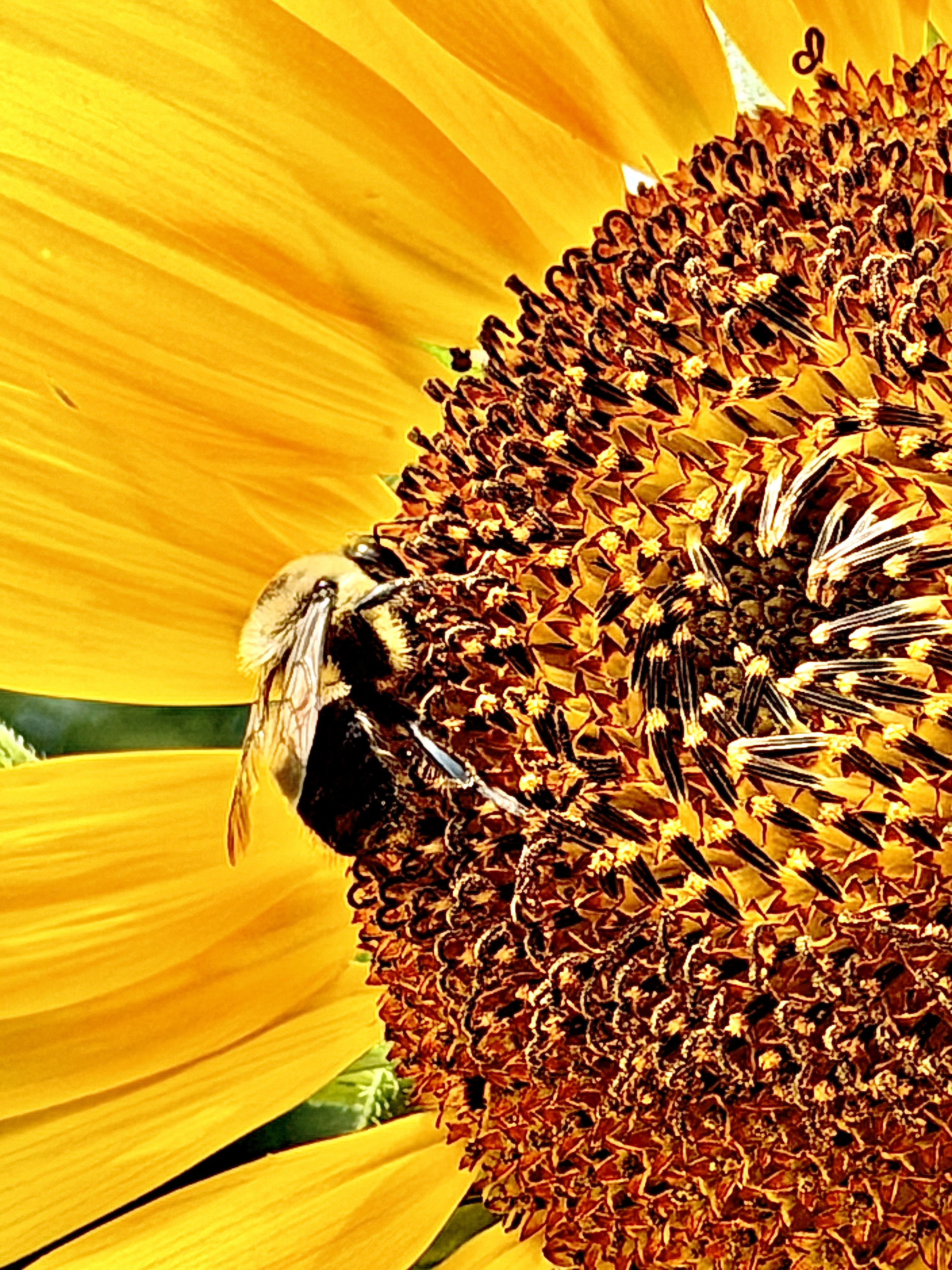 Bee on a sunflower